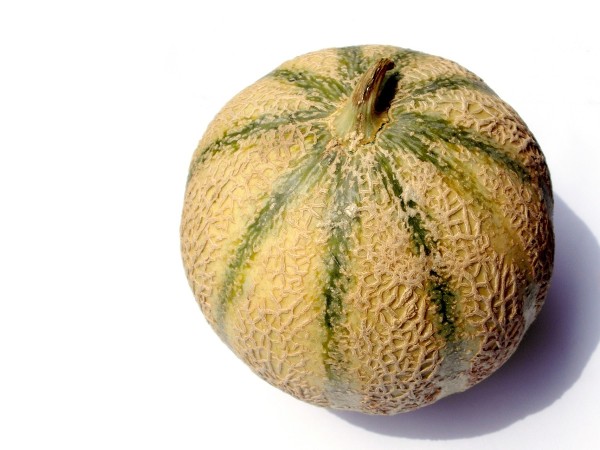 Melone retato bio (foto)