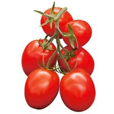 POMODORO SALSA (foto)
