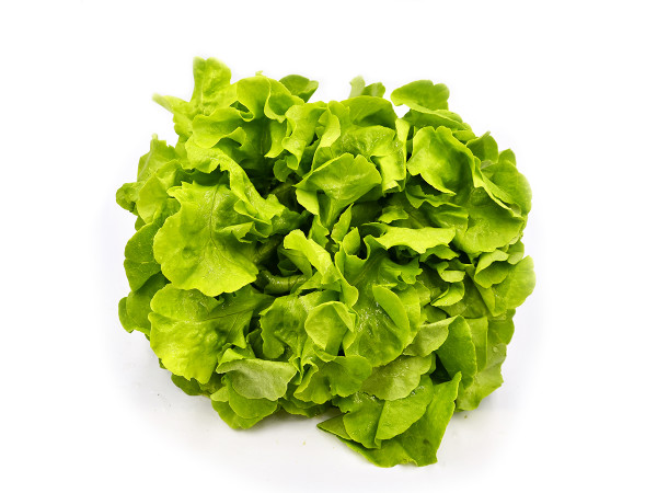 Lattuga foglia di quercia bio (foto)