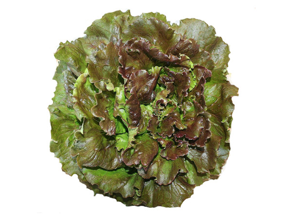 Lattuga canasta bio (foto)