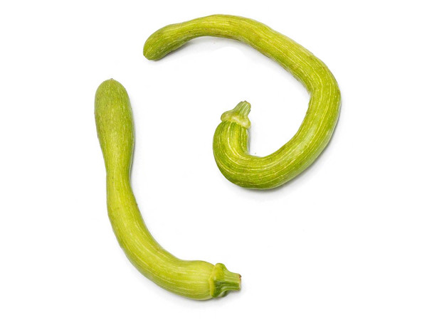 ZUCCHINA TROMBETTA (foto)