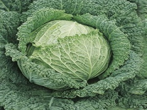 CAVOLO VERZA SAVOY KING (foto)