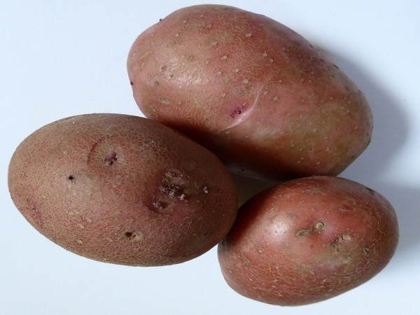Patata rossa bio (foto)