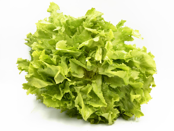 INDIVIA SCAROLA (foto)