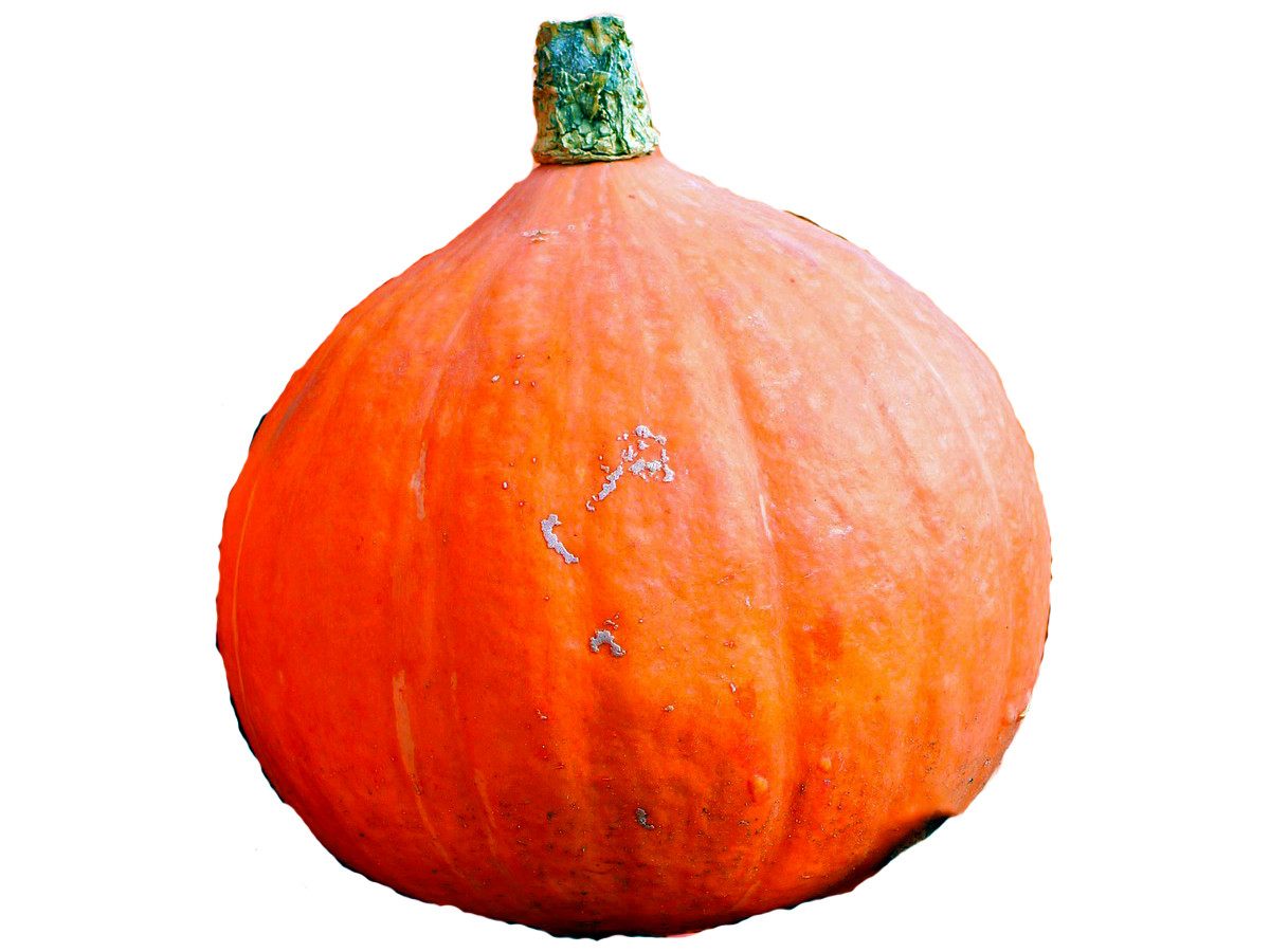 foto 1 ZUCCA OKKAIDO